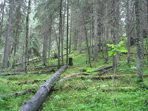 UPM:n avohakkaamaksi merkitsem&auml;&auml; mets&auml;&auml; Evon alueella. Kuva: Matti Liimatainen